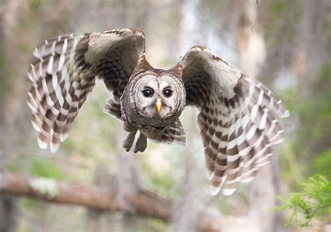 do owls prefer silence to the symphony of night sounds